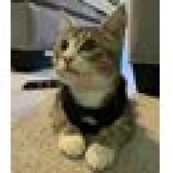 Adventure Kitty Voyager kattsele Svart