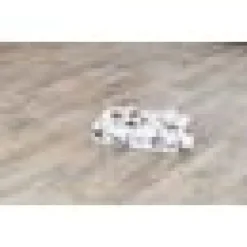 Cat Activity Paws n Treats Box