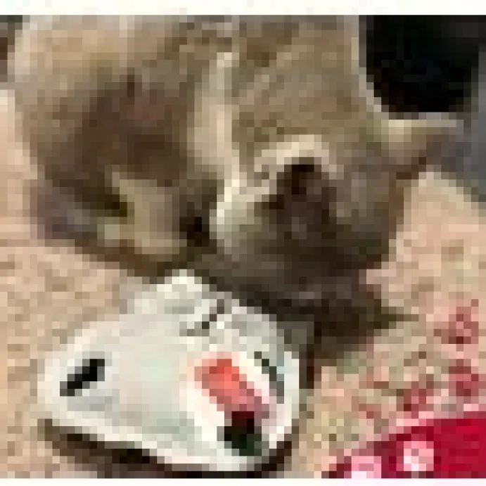 4cats Crazy Collection Kuddfodral Kaffe Valeriana