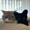 4cats Halloween Collection svart katt Valeriana