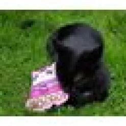 4cats Kawaii kattmynta & silvervin