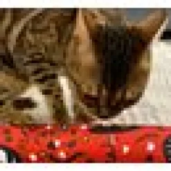 4cats Krazy kickeroo Kattmynta