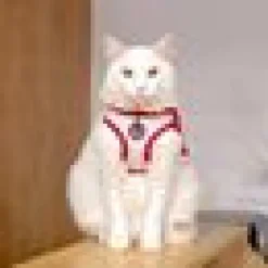 catspia knox Q