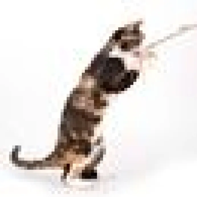 Cat Teaser Bamboo Wobbly