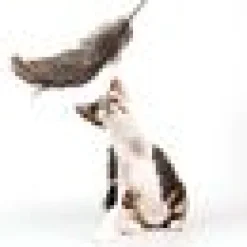 Fjädervippa Kattleksak med strutsfjädrar