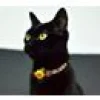 Katthahlsband Dashi Boom