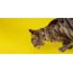 Katthahlsband Dashi Eco Banan