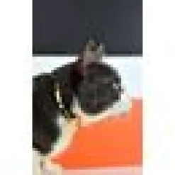 Katthahlsband Dashi Stripes Orange & Black