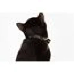 Katthalsband Cool Cat Camo