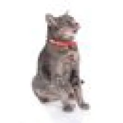 Katthalsband Derby meow
