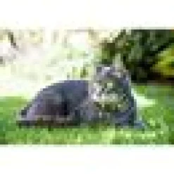 Katthalsband Rogz Alley cat gul S
