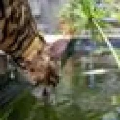 Katthalsband Rogz Alley cat Senapsgul XS