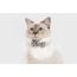 Katthalsband Vild katt