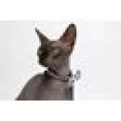 Katthalsband Vild katt