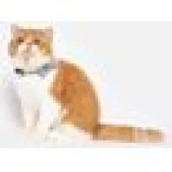 Katthalsband Vild katt