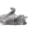 Katthalsnband Max&Molly med Smart ID Kiwi