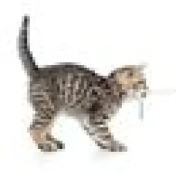Katthalsnband Max&Molly med Smart ID Leopard Rosa