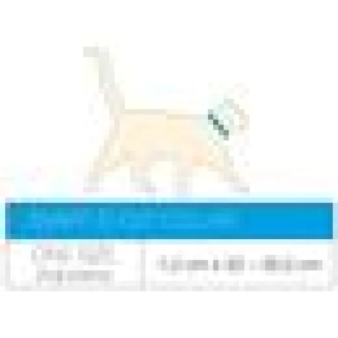 Katthalsnband Max&Molly med Smart ID Aloha