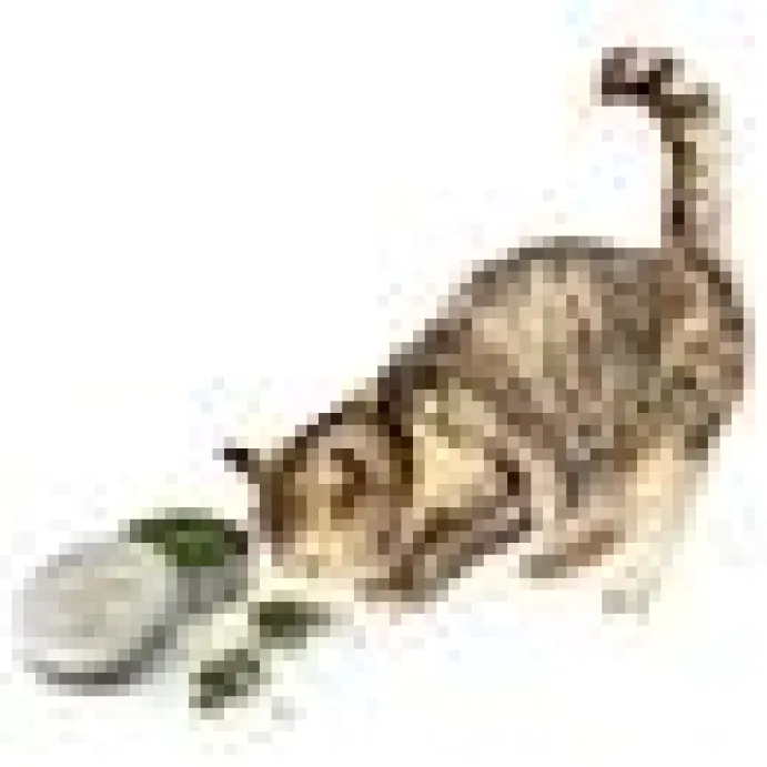 Kattleksak Ekologisk kattmynta