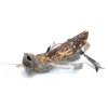 Kattleksak Purrs Monster Hopper refill