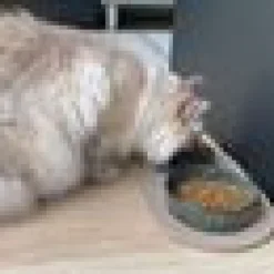 Kattmatskål Green Jasper Hög