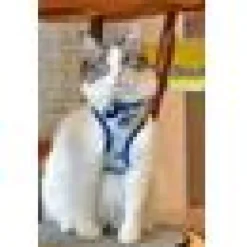 Kattsele Catspia Faye Blå