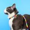Kattsele + Koppel Betty You