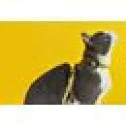 Kattsele + Koppel Snooze Gul