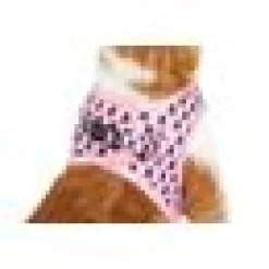 Kattsele little kitty Prettiest Of Them All