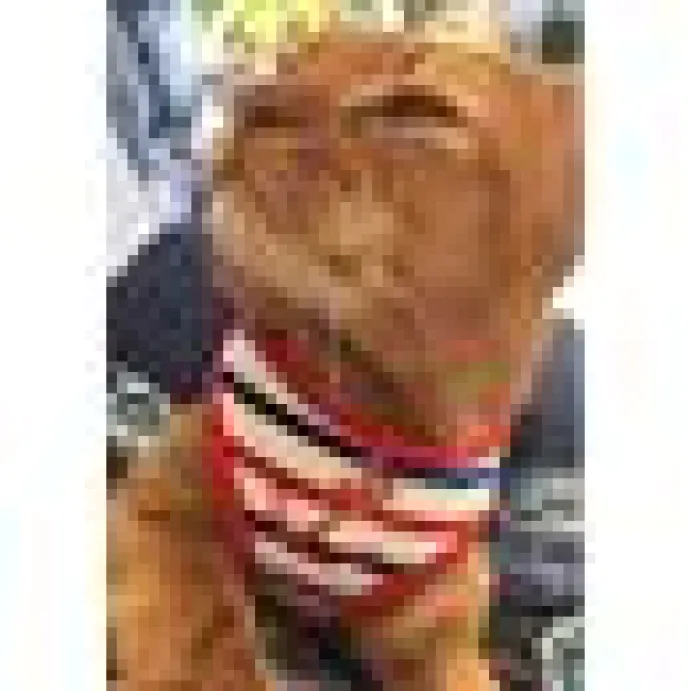 KATTSELE PUPPIA SOFT HARNESS ANKARE NAVY RÖD S