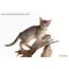 Kattungehalsband RedDingo ljusgrön