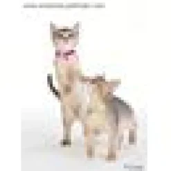 Kattungehalsband RedDingo ljusgrön
