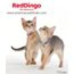Kattungehalsband RedDingo mörkblå