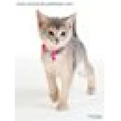 Kattungehalsband RedDingo mörkrosa