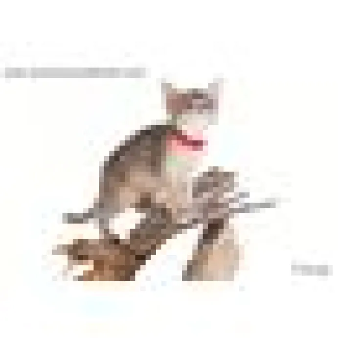 Kattungehalsband RedDingo röd