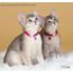 Kattungehalsband RedDingo röd