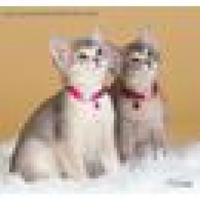 Kattungehalsband RedDingo röd