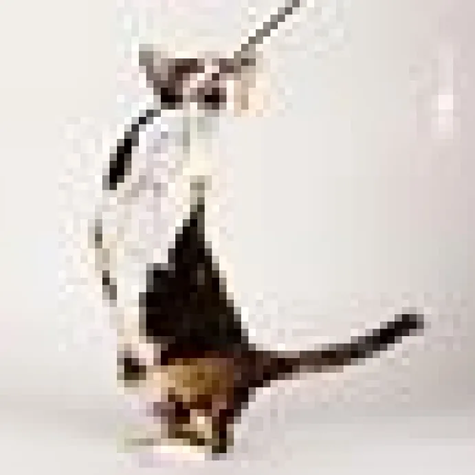 Kattvippa Glitzy Glitter