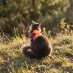 LucyBalu Explorer kattsele Apelsin M/L