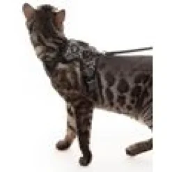 LucyBalu Explorer kattsele Leo M/L
