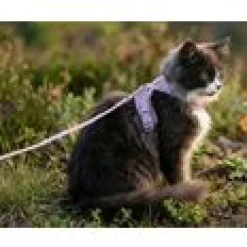LucyBalu Explorer kattsele Rosé Hello Kitty M/L