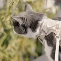 LucyBalu Explorer kattsele Sand M/L