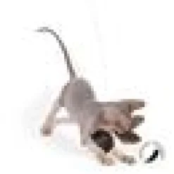 Papillon Pepita Refill Pepita
