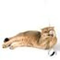 Profeline - Cat Rod Woody Swirl