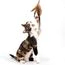 Profeline Federwedel / Cat Teaser Pheasant Feather