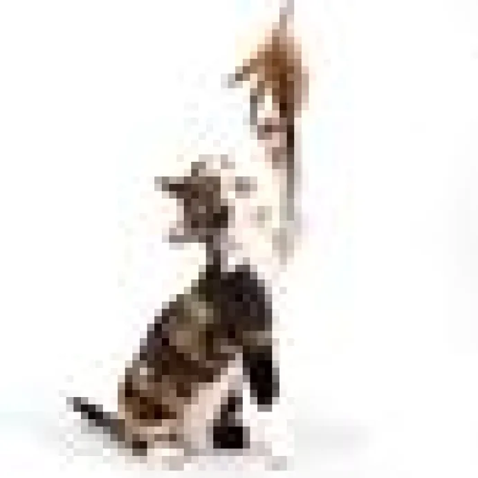 Profeline Federwedel / Cat Teaser Pheasant Feather