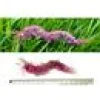 Purrs Rainbow Centipedie refill