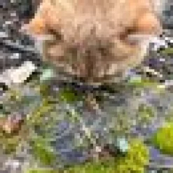 Skitty & Cricksy Refill 2-pack