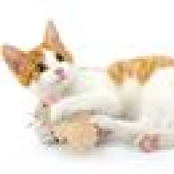 SMARTYKAT MADCAP MANIA M. CATNIP