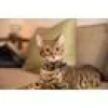 Spotted Hund/katt Id Tag